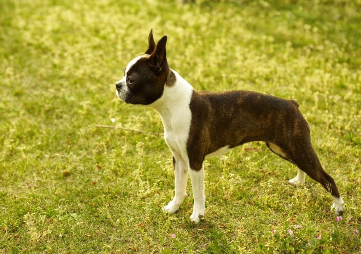 Собака Бостонский терьер