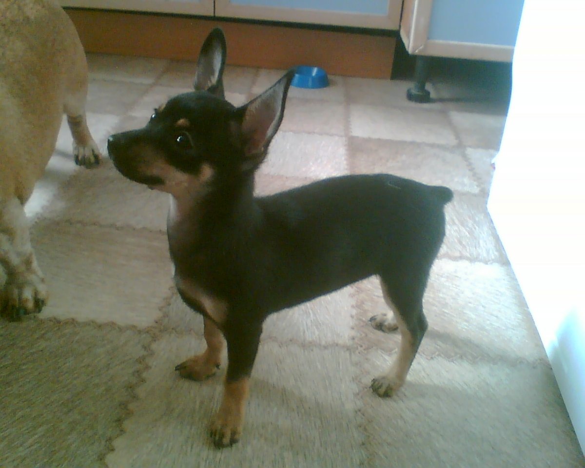 Цвергпинчер терьер 4 месяца