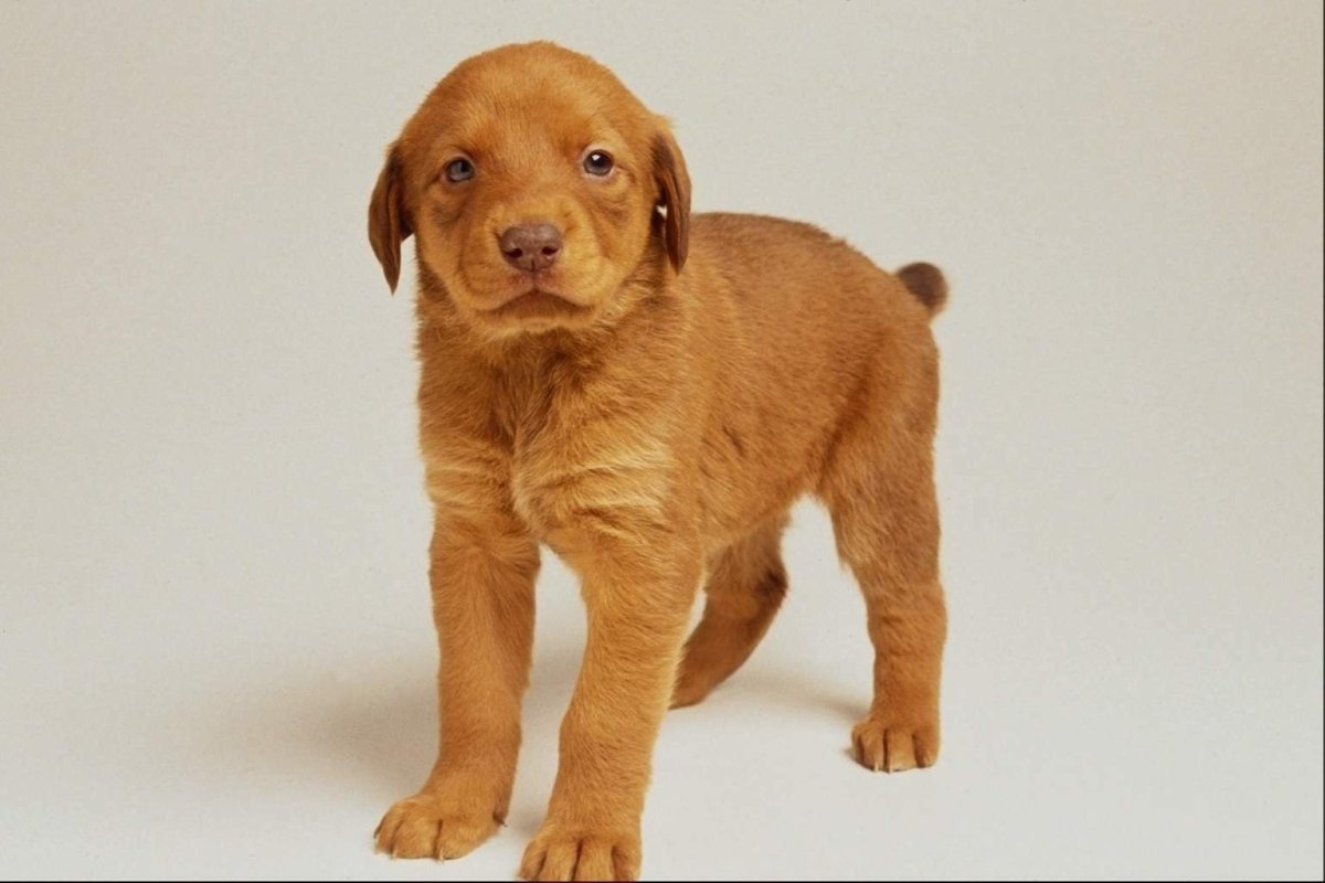 Вислоухий пес