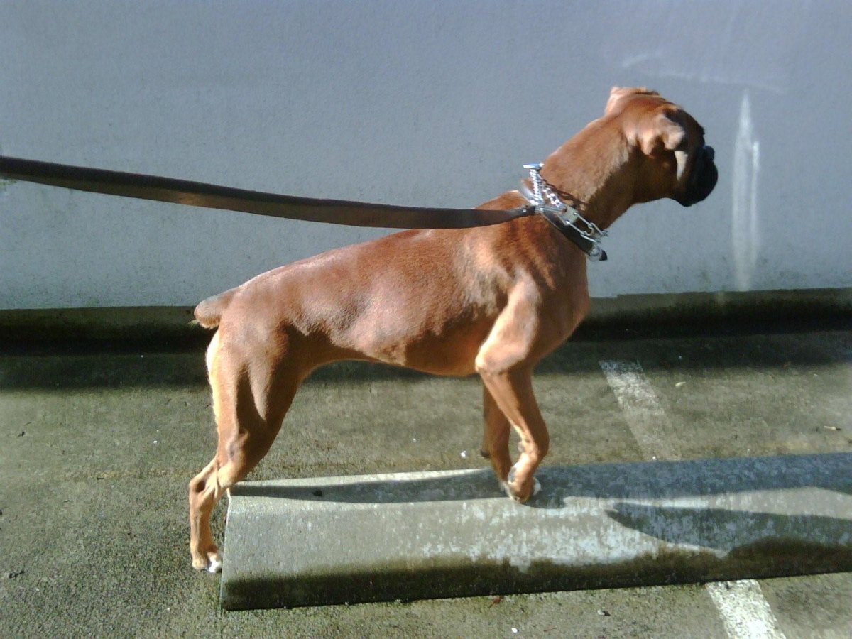 Собака без хвоста