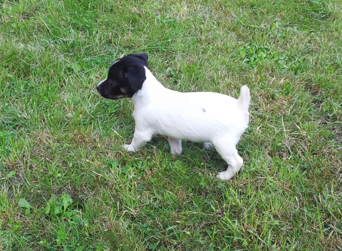 Джек Рассел купирование