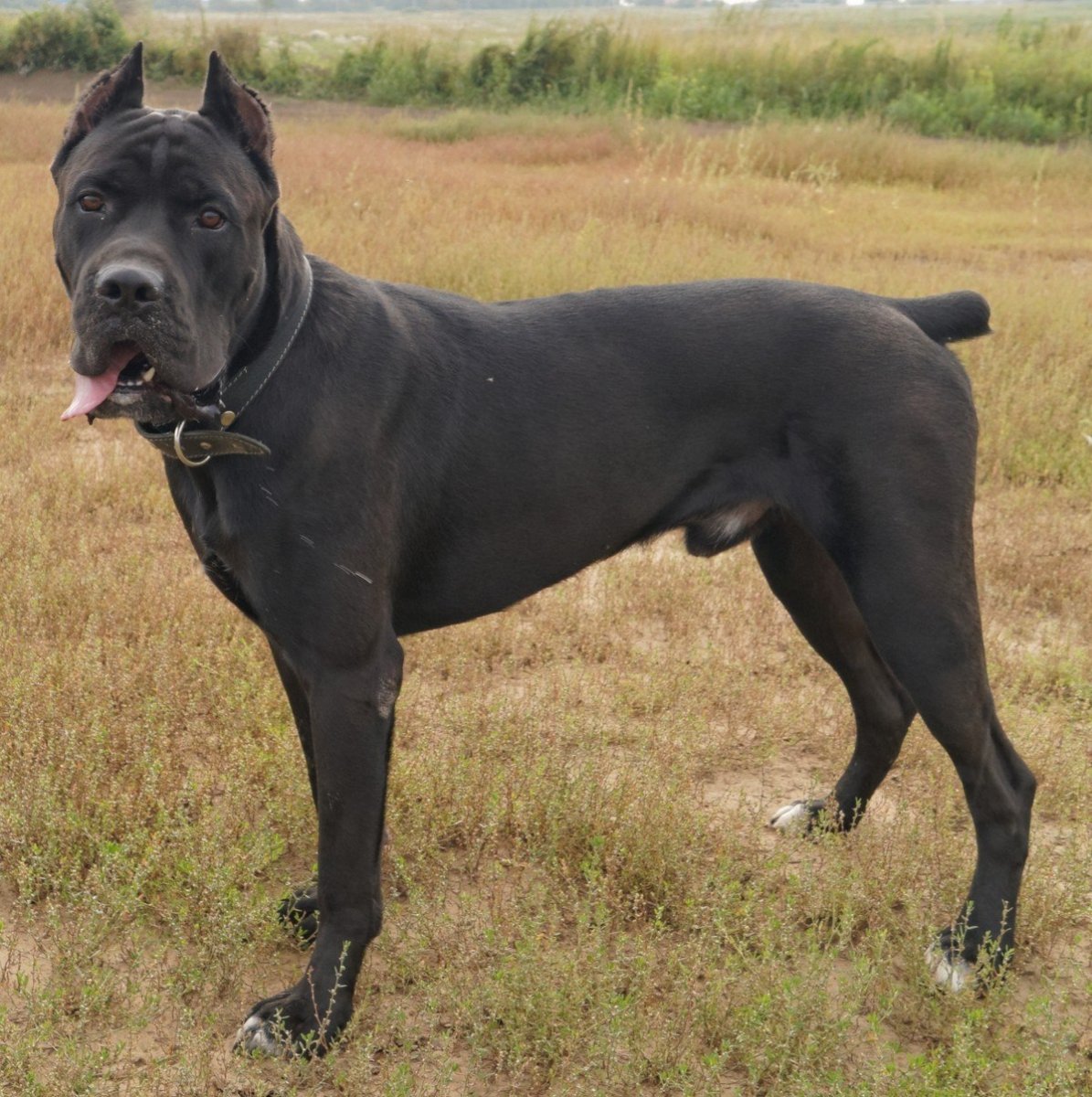 Кане Корсо купированный