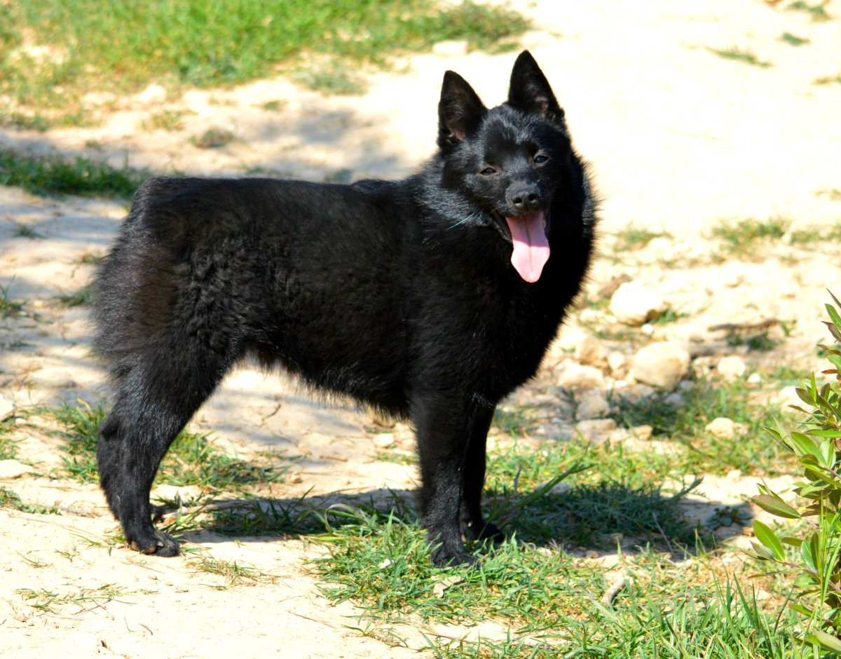 Бельгийская овчарка шипперке