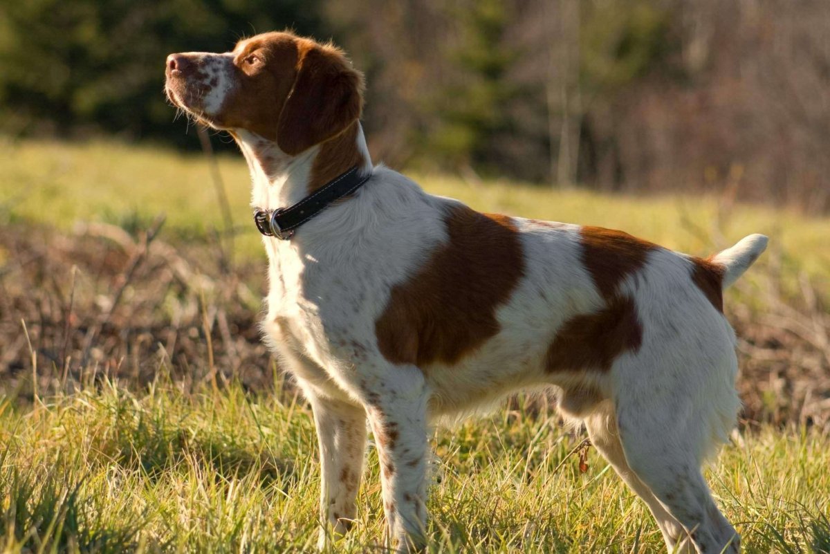 Бретонский эпаньоль спаниель