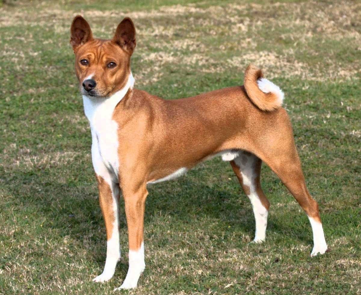 Африканская собака басенджи