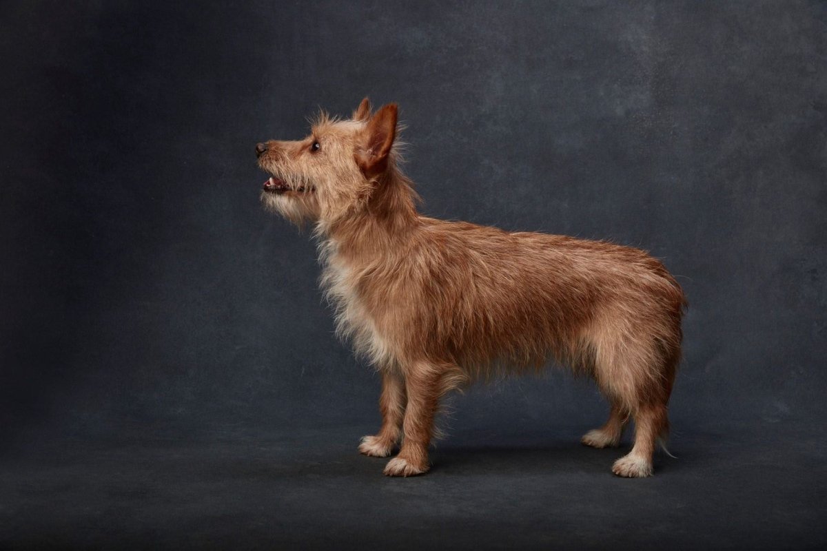 Порода собак с коротким хвостом