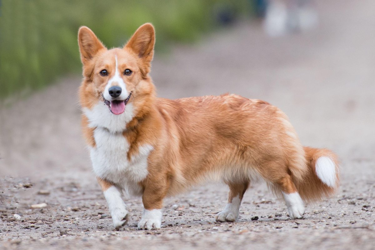 Вельш корги пемброк рыжий