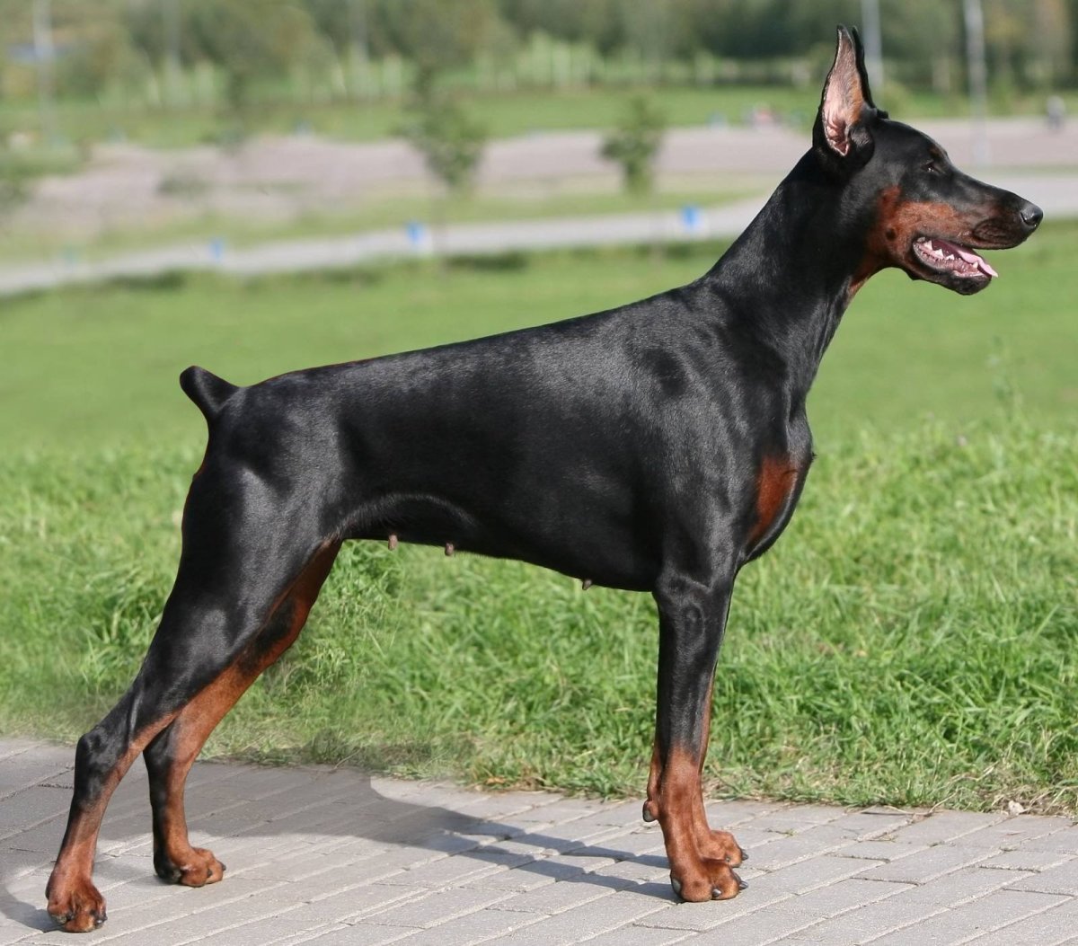 Доберман сбоку