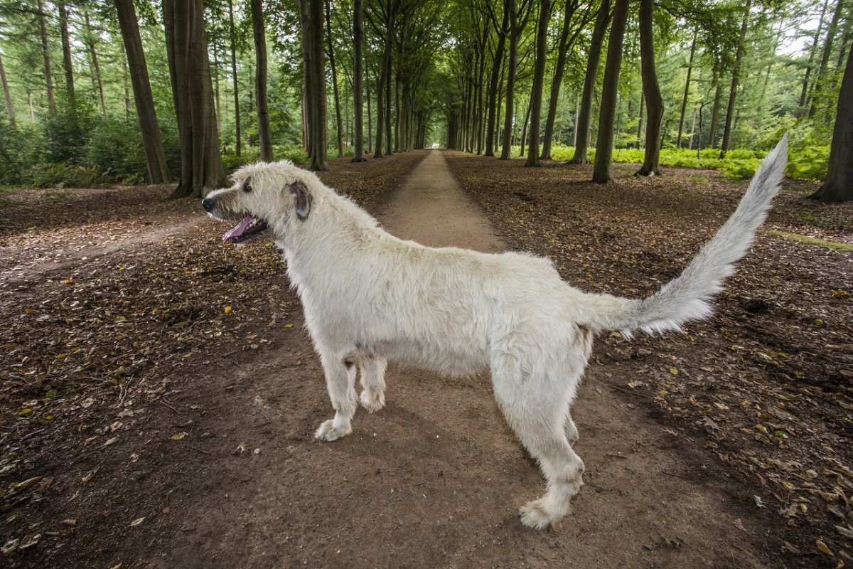 Ирландский волкодав