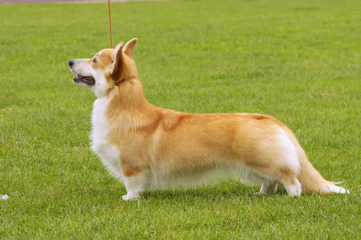Корги пемброк с хвостом