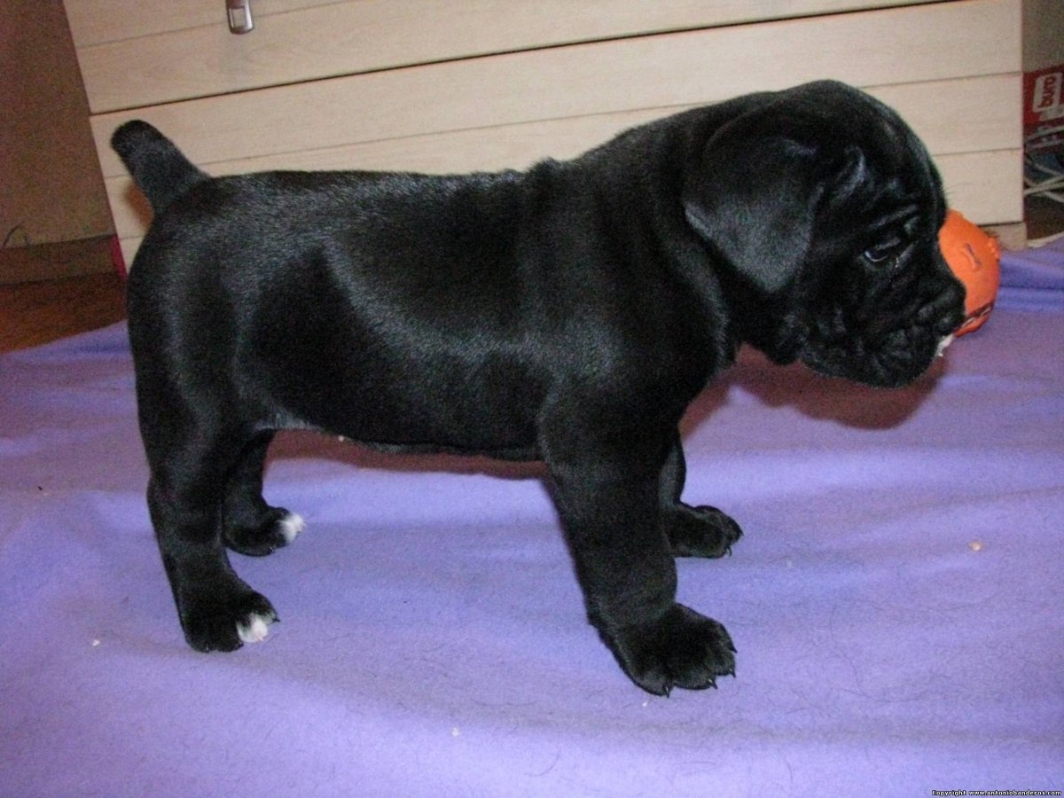 Купированный хвост у Кане Корсо