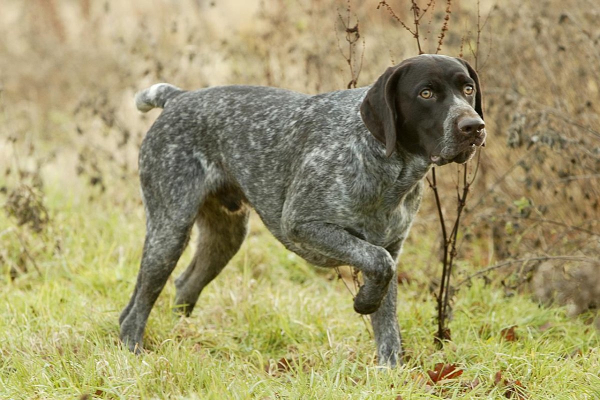 Курцхаар купированный хвост
