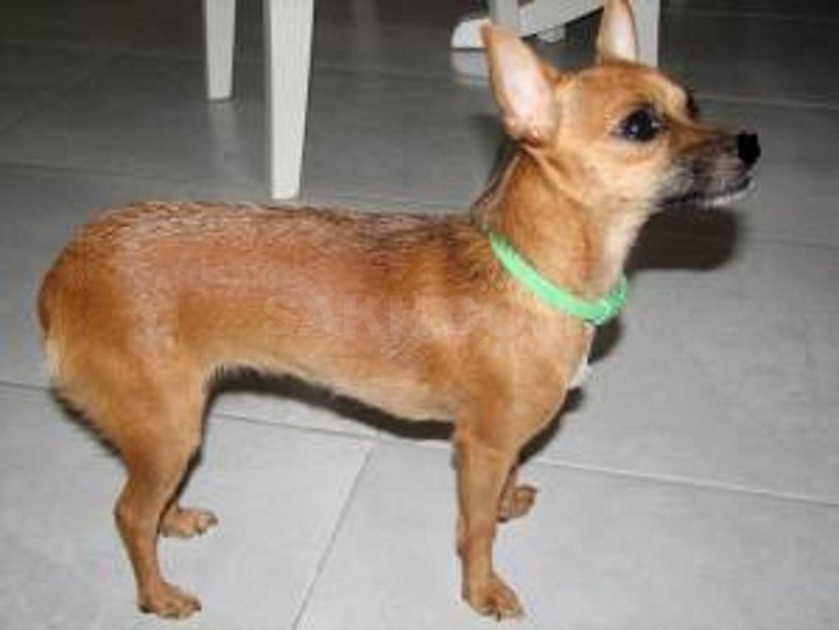 Рыжий чихуахуа тойтерьер