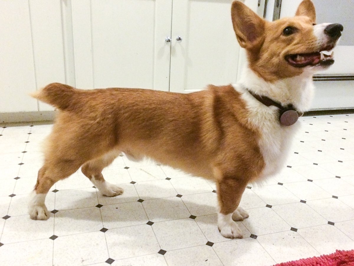 Пемброк бобтейл вельш