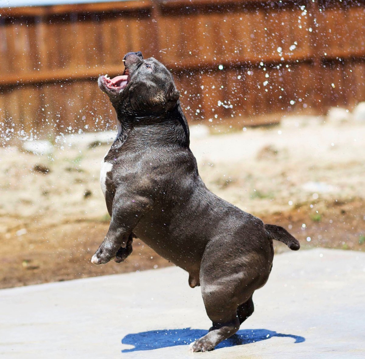 Экзотик булли