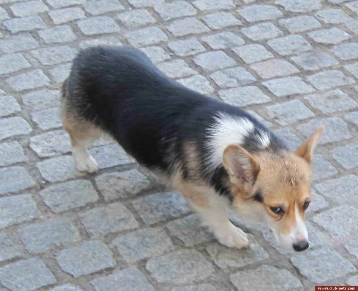 Порода собак без хвоста