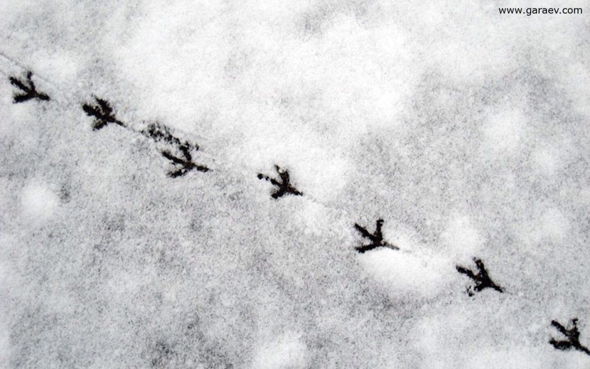 Следы птиц на снегу