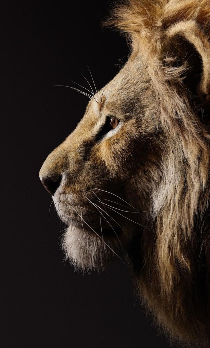 Король Лев 2019