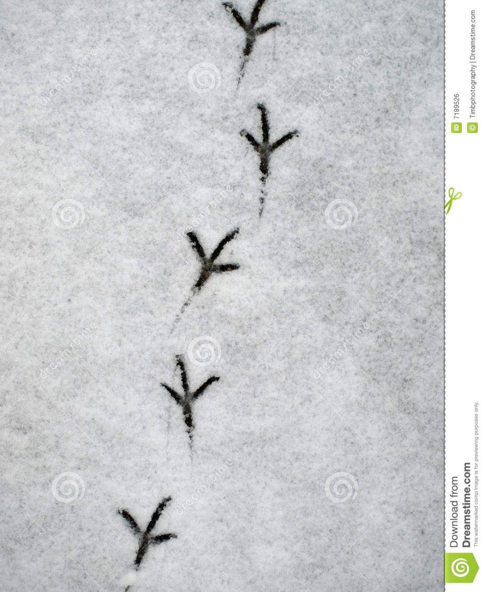 Следы вороны на снегу