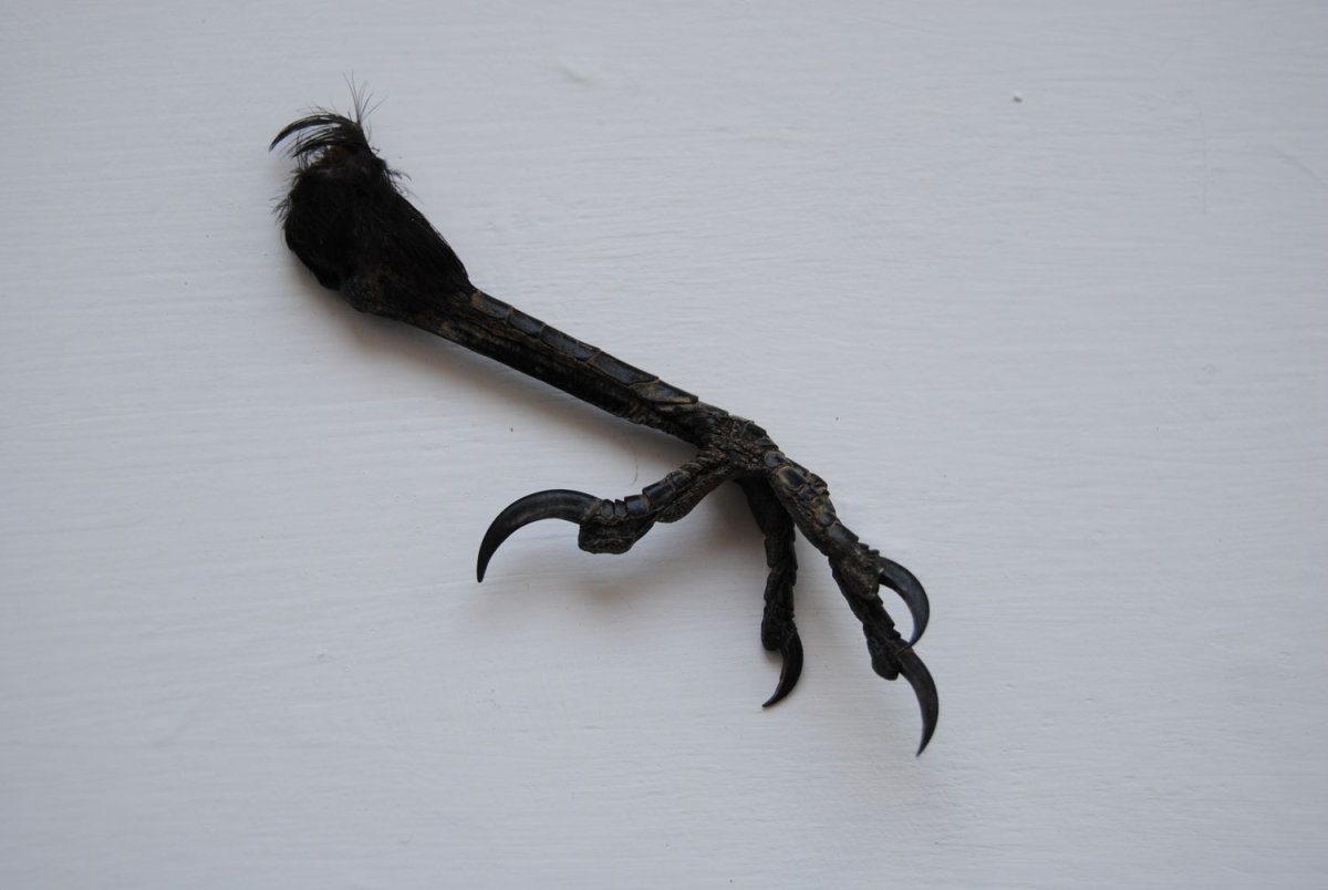 Птичьи лапы