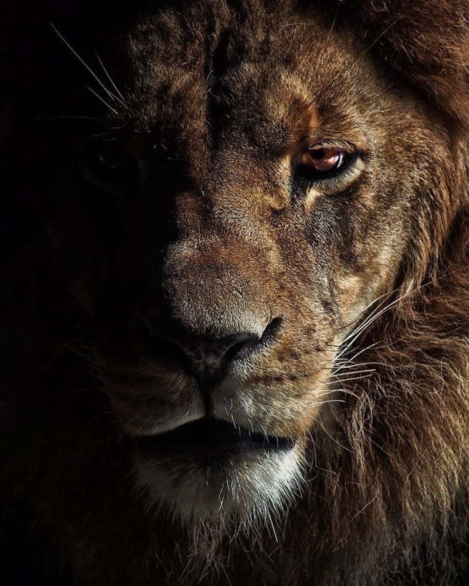 Взгляд Льва