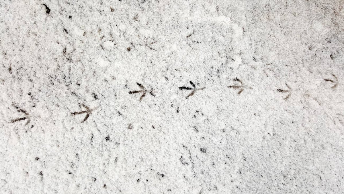 Следы вороны на снегу