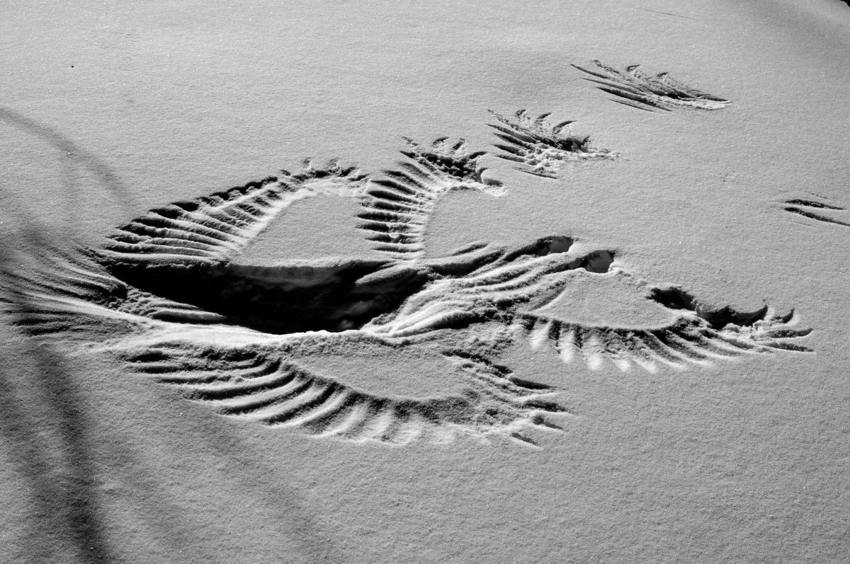 Следы вороны на снегу