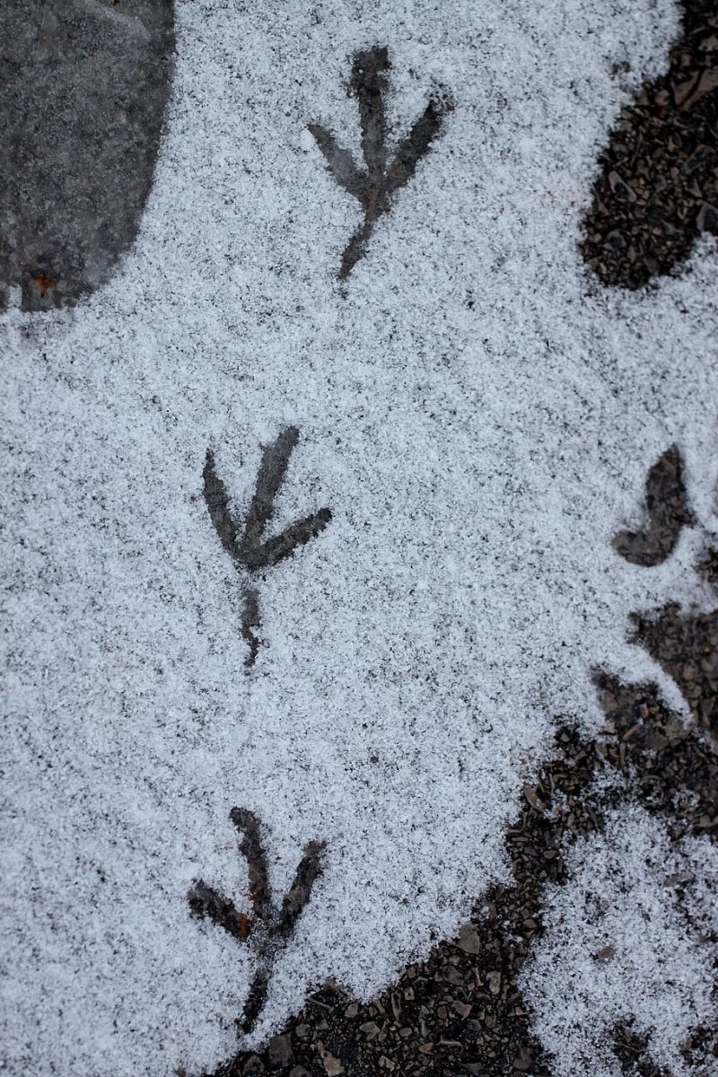 Следы голубя на снегу