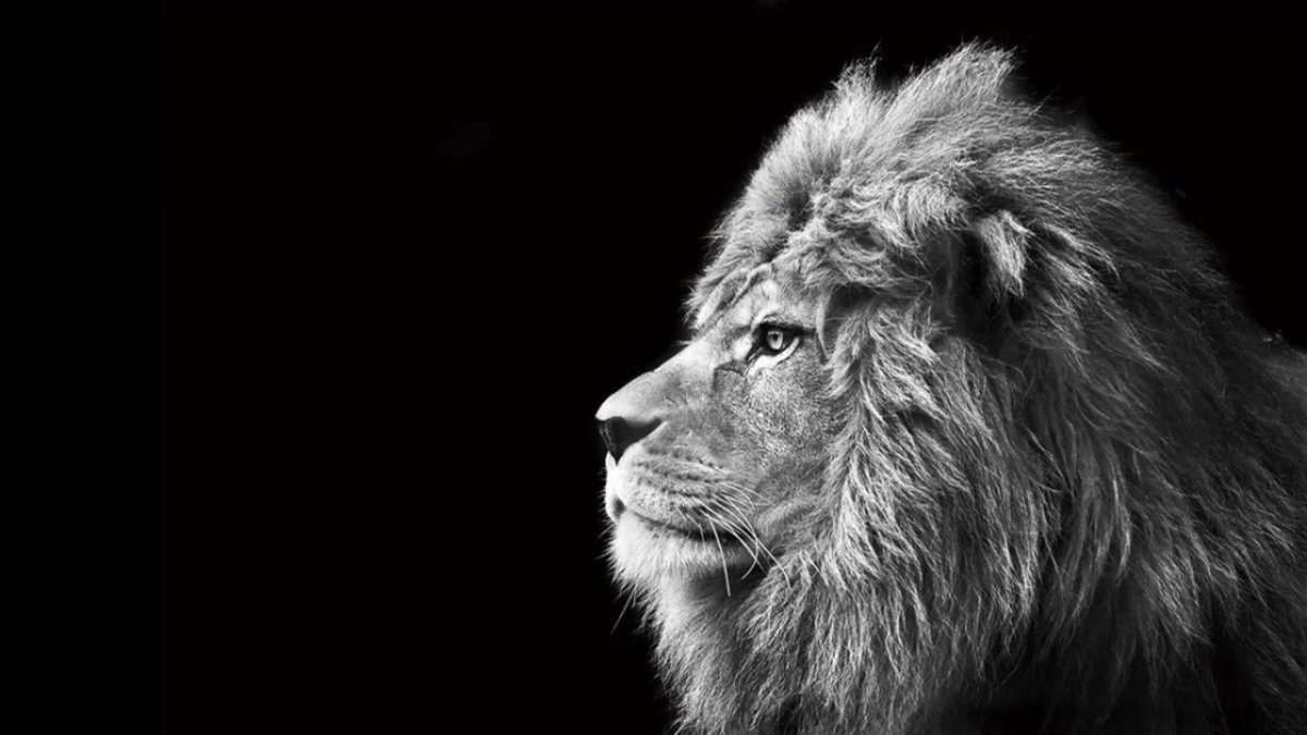 Обои на рабочий стол Лев