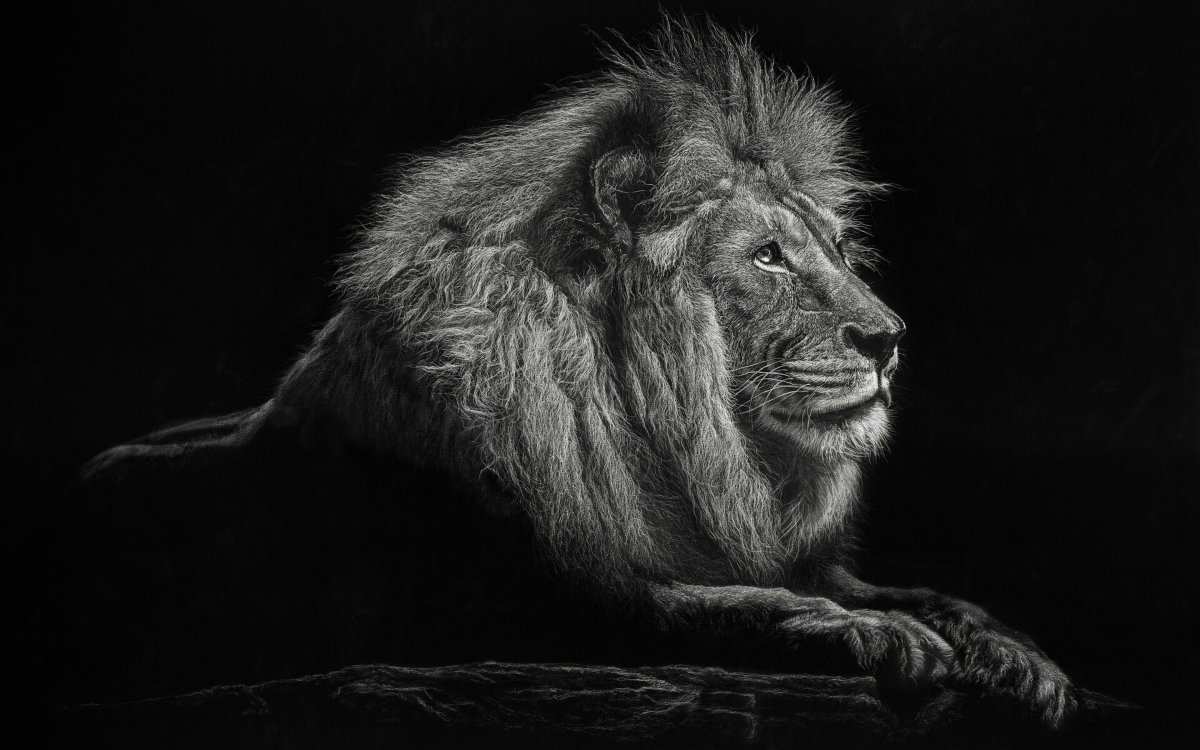 Лев чёрно белый