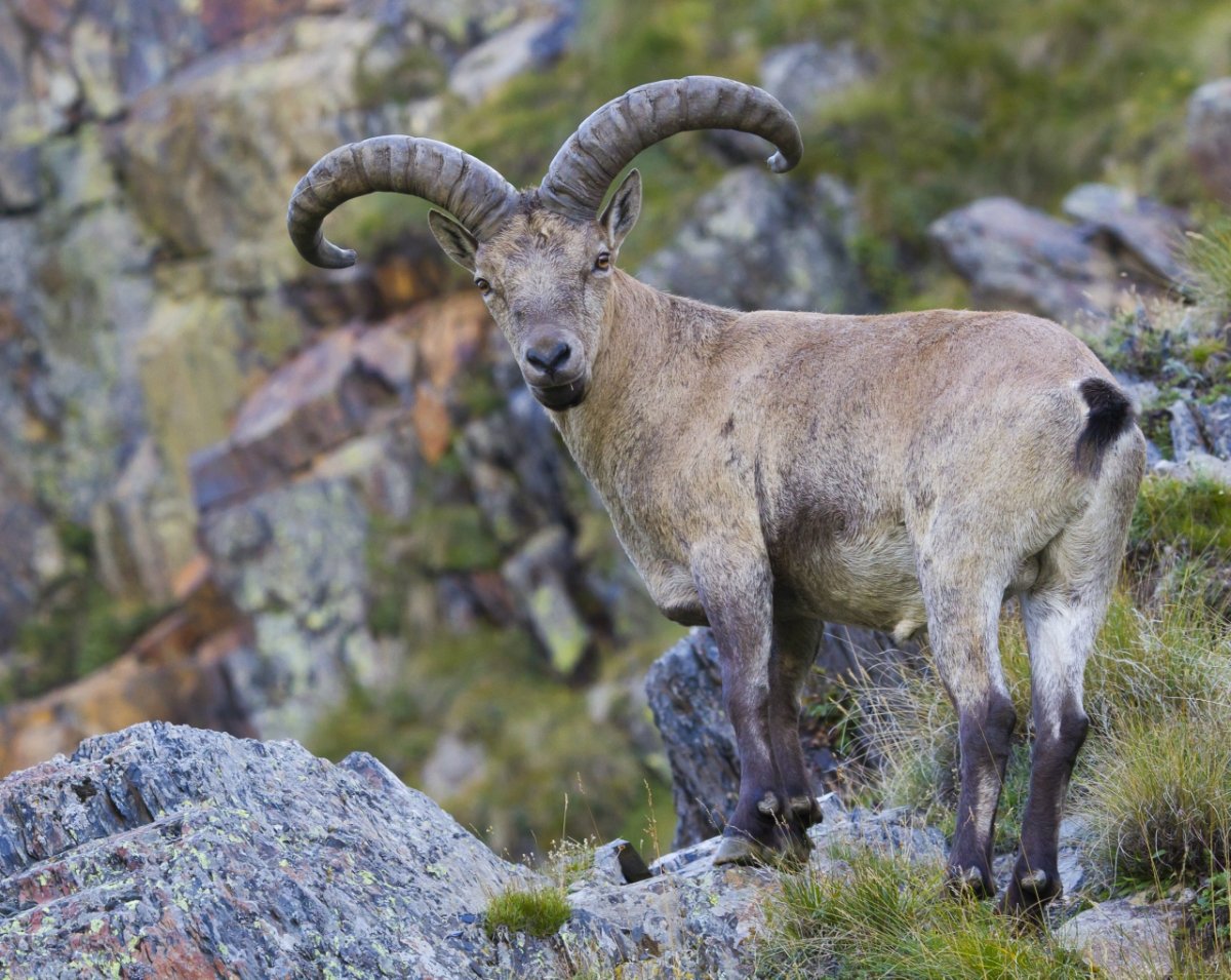 Горные бараны Кабардино-Балкарский заповедник