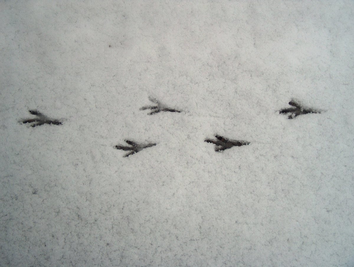 Следы голубя на снегу