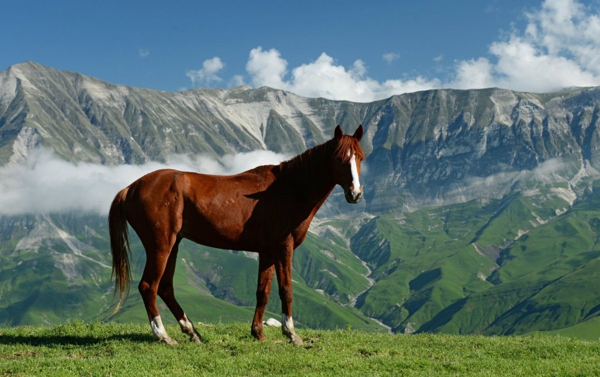 Лошади в горах