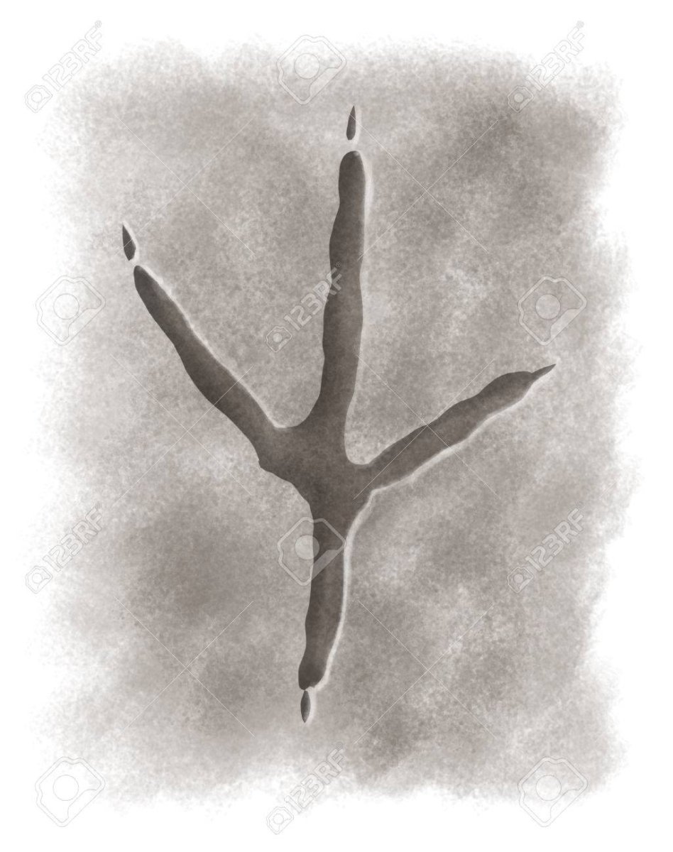 Следы Цапли на снегу