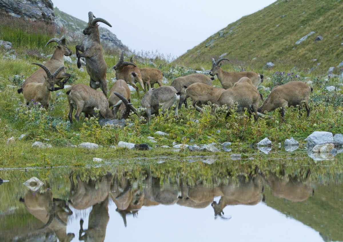 Кабардино-Балкарский государственный высокогорный заповедник