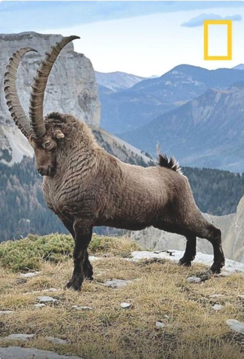 Козероги Ибекс