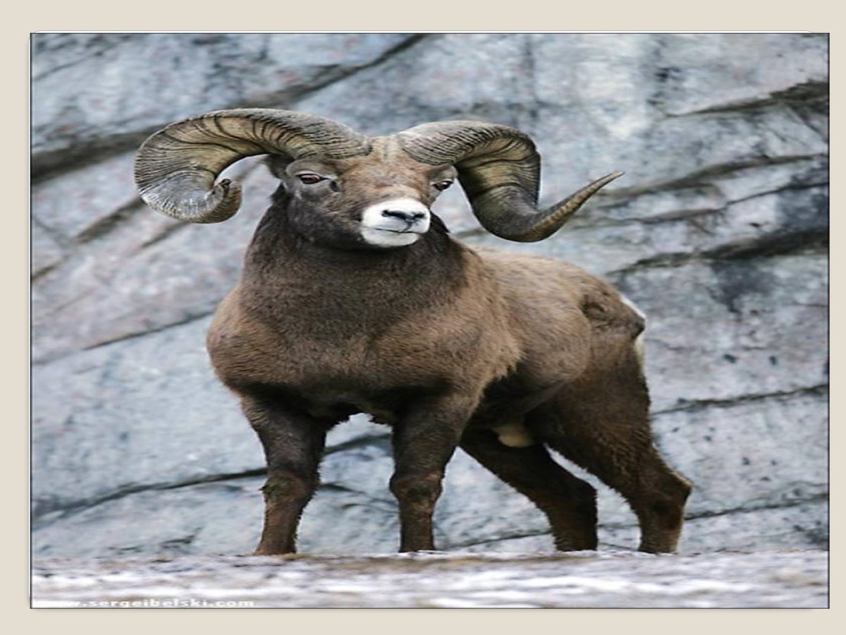 Кабардино-Балкарская животные