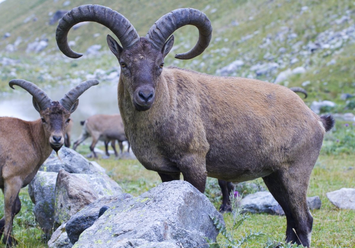 Кабардино-Балкарский высокогорный заповедник