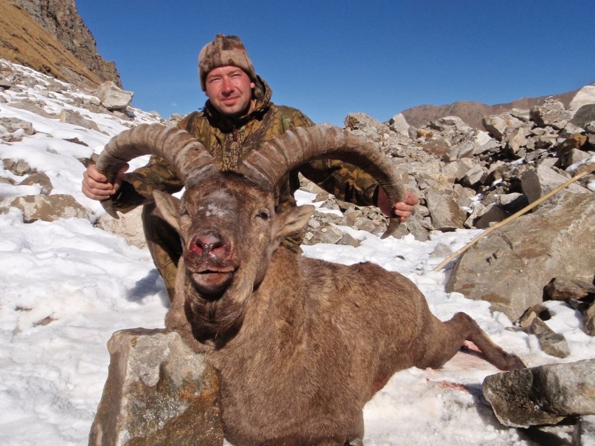 Горный баран в Дагестане