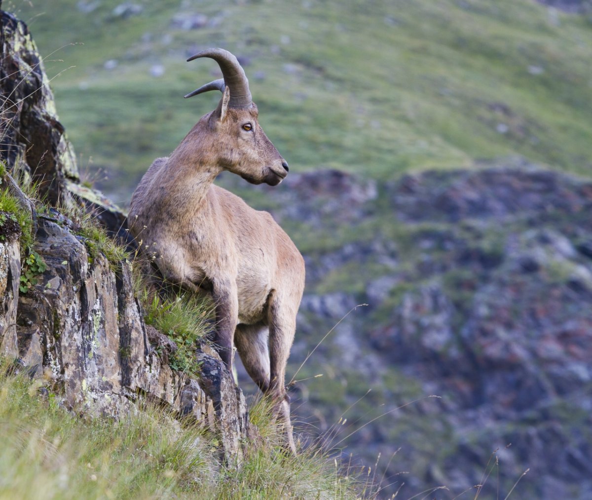 Кабардино-Балкарский высокогорный заповедник животные