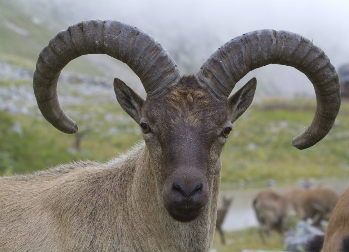 Кабардино-Балкарский заповедник