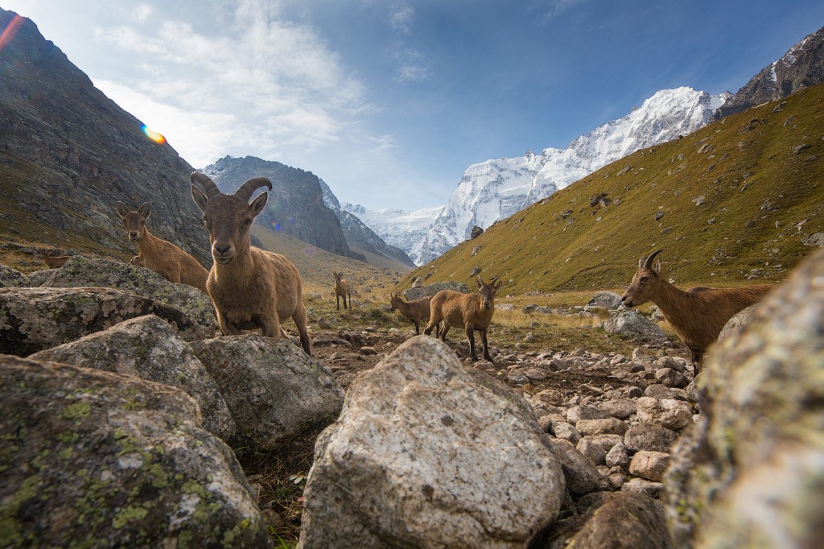 Кабардино-Балкарский высокогорный заповедни