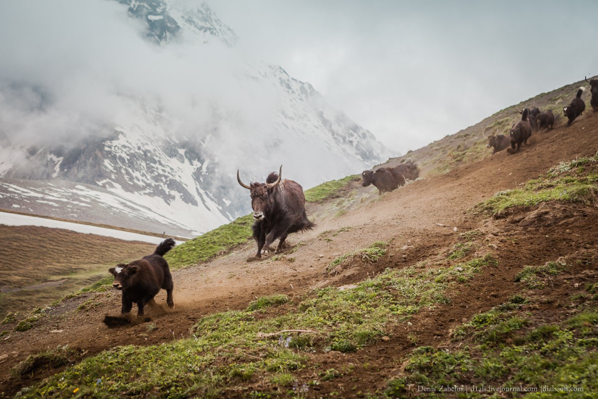 Бизоны Кабардино Болгария