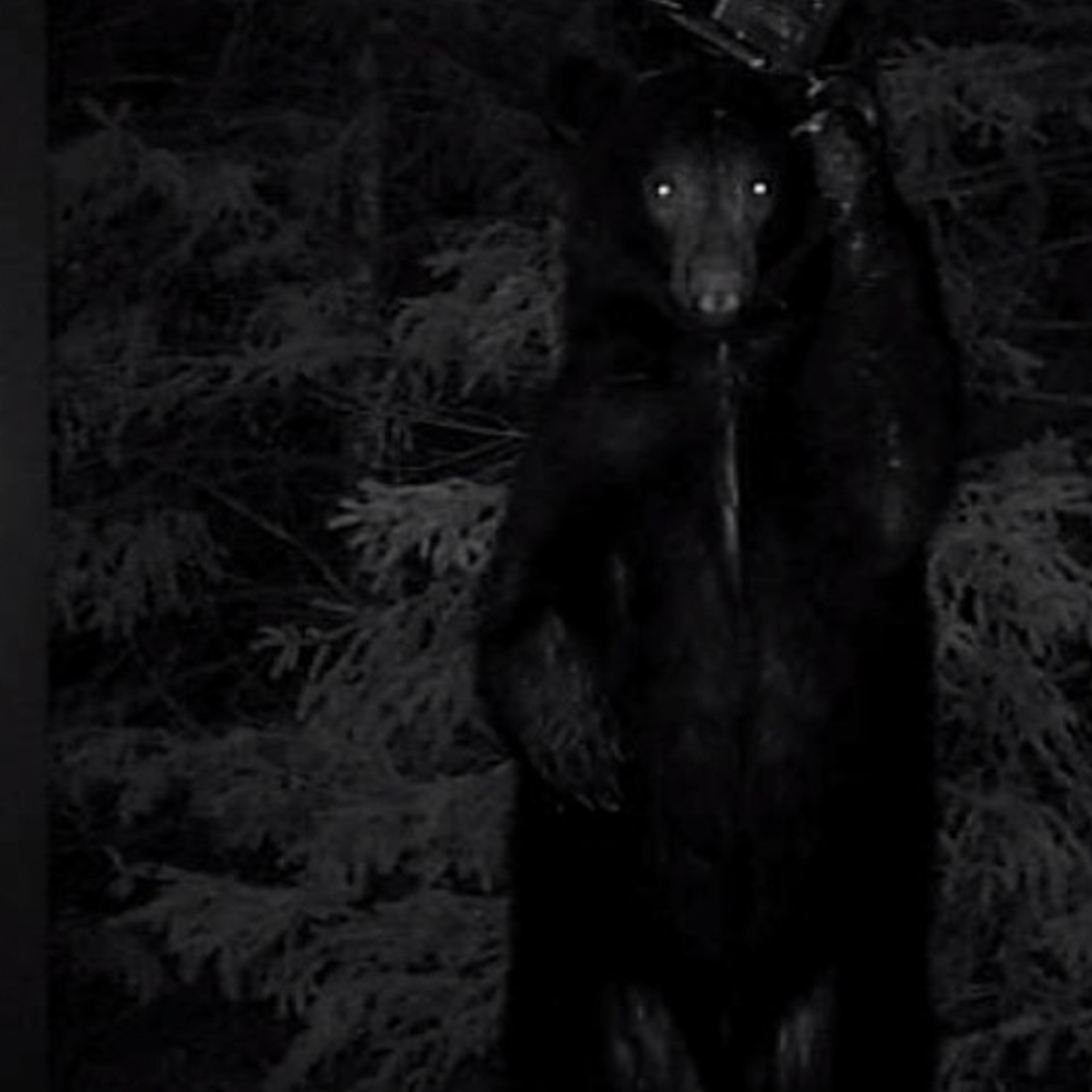 Чёрный медведь страшилки