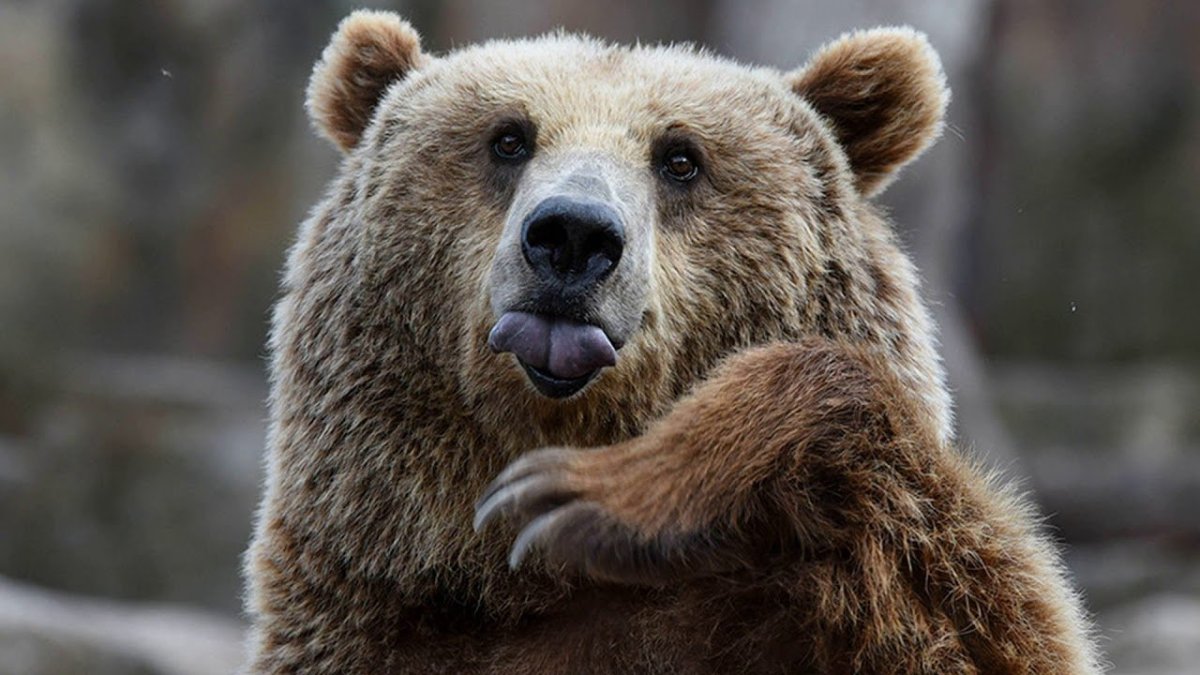 Радостный медведь