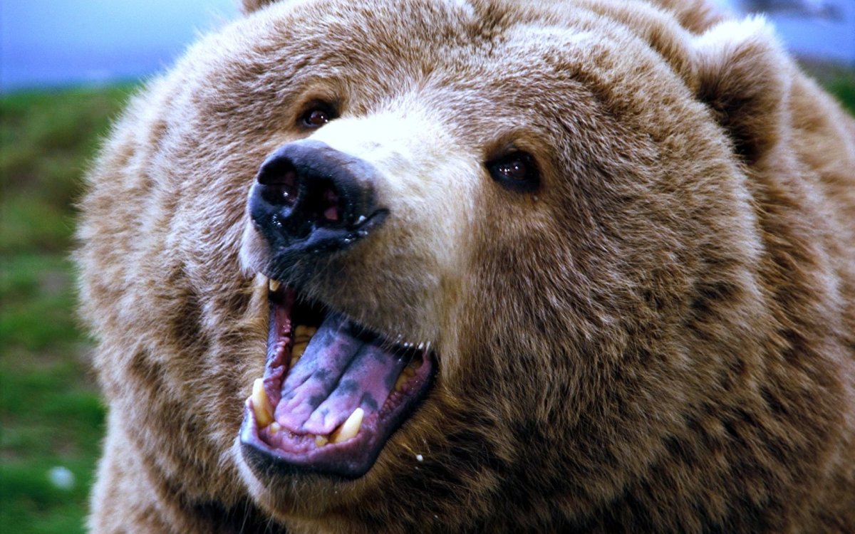 Медвежонок Гризли