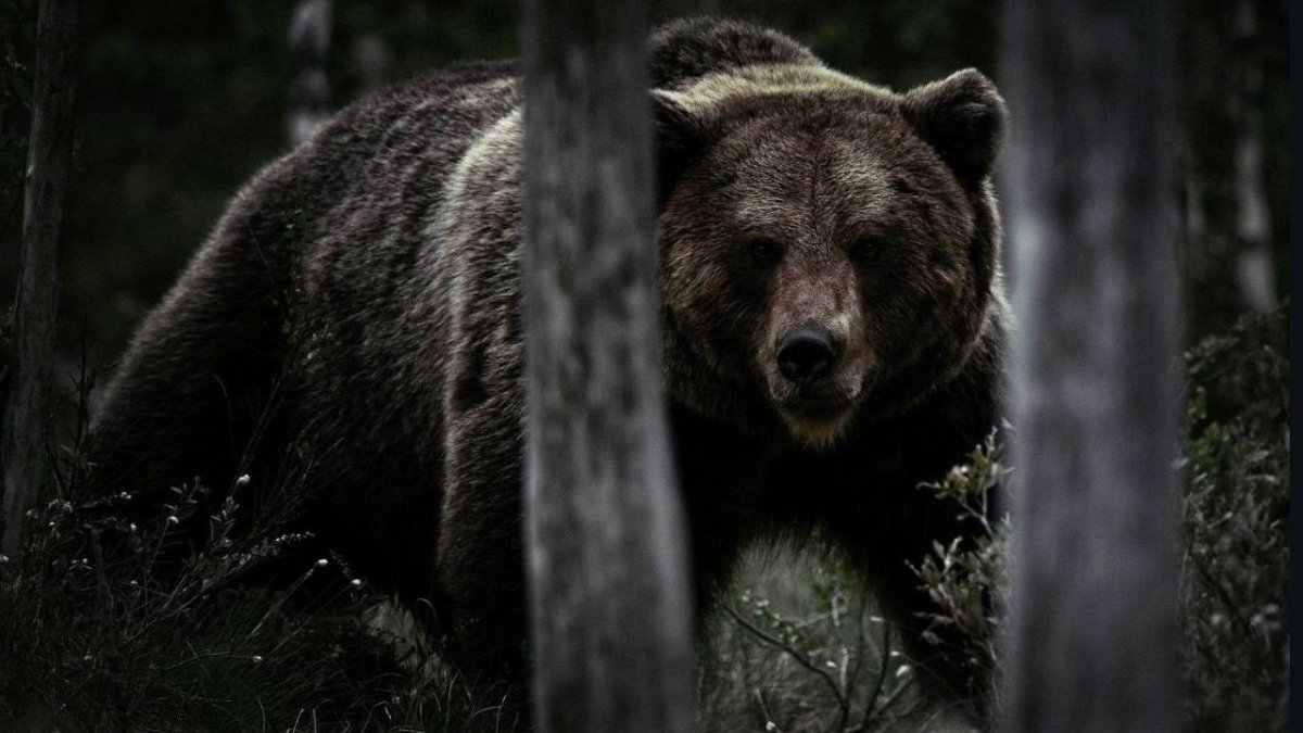 Бурый медведь хозяин тайги