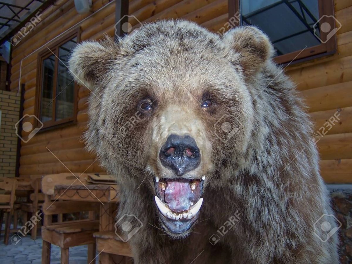 Медведь страшный медведь