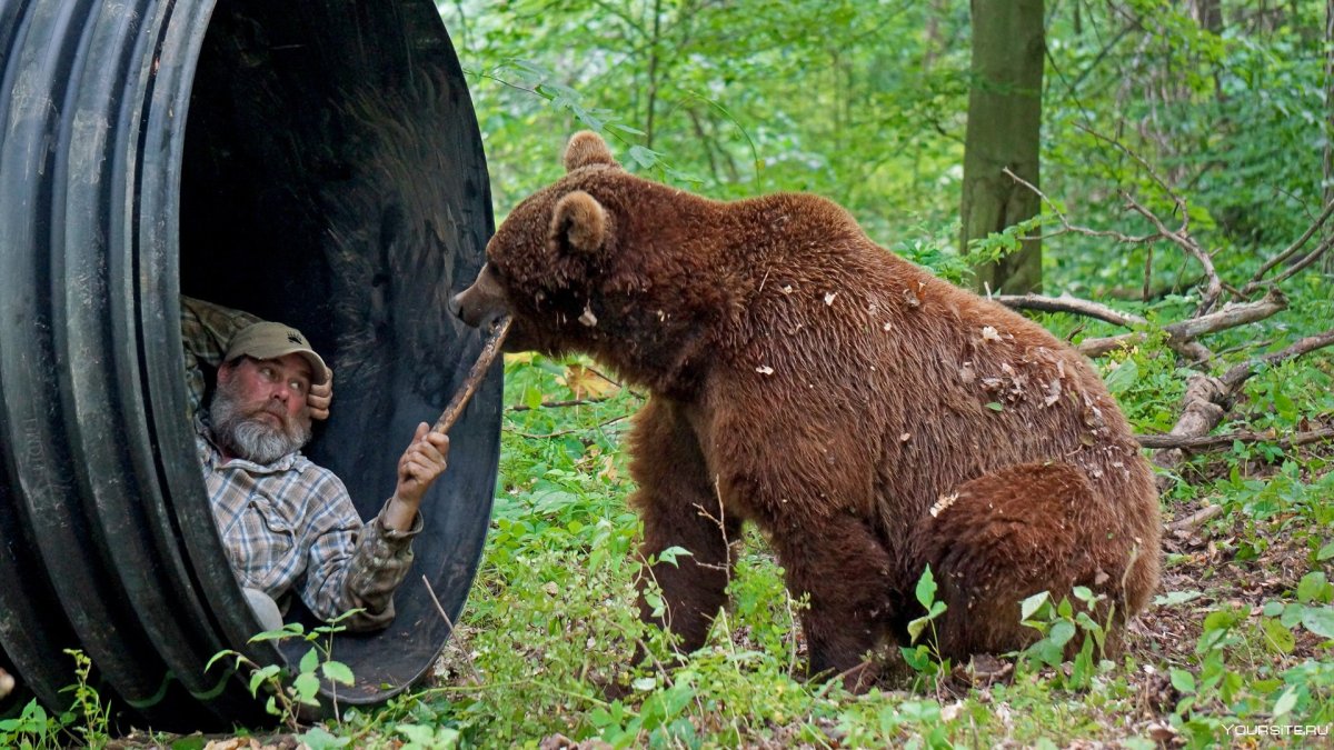 Медведь в лесу