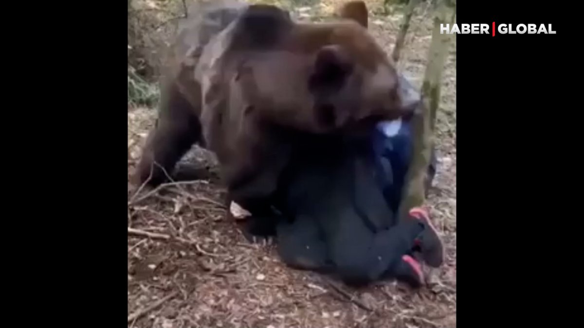 Медведь растерзал человека